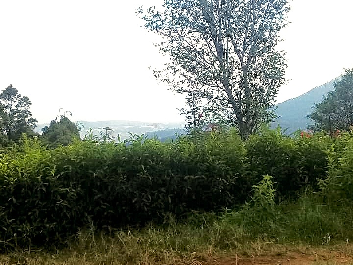 Tangkuban Perahu