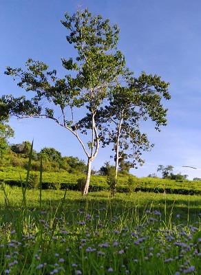 Smiling Cinangka Camping Ground