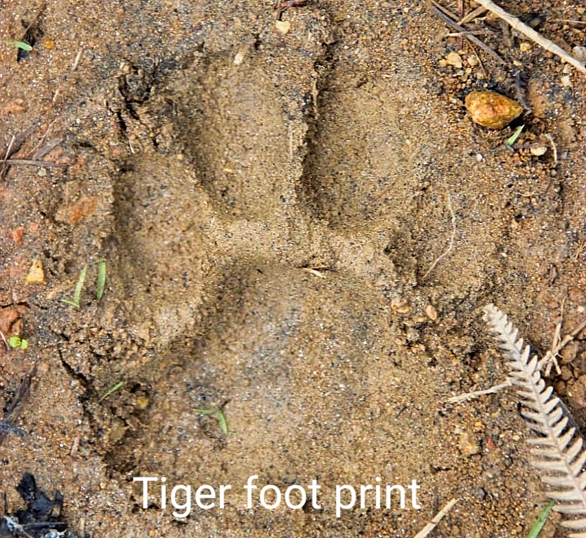 Sumatera Tiger Trek