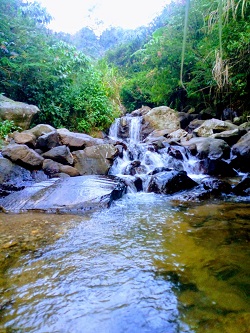 Wisata Alam Gunung Ciung Camp