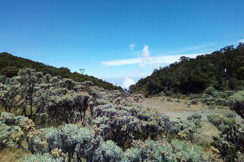 Hiking Gunung Gede 