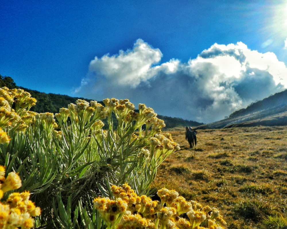 Hiking Gunung Gede 