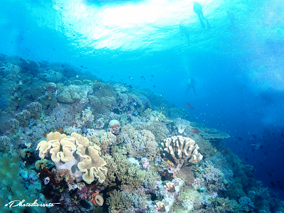 Wakatobi Adventure ( Snorkeling di Pulau Wangi - Wangi, Pulau  Tomia dan Pulau Hoga ) 
