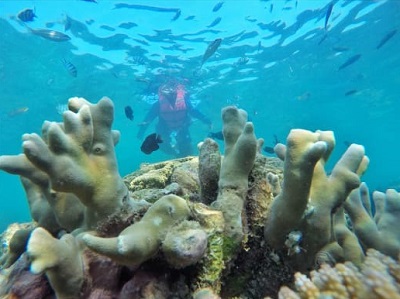 Snorkling dan Explore Pulau Harapan 